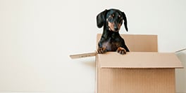 moving house